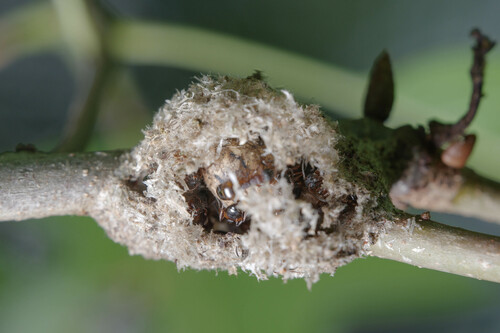 Mottled Odorous Ant photo 4