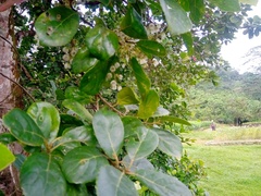 Elaeocarpus serratus