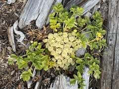 Glehnia littoralis
