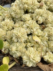 Glehnia littoralis