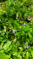 Campanula prenanthoides