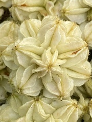 Glehnia littoralis