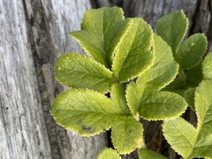 Glehnia littoralis