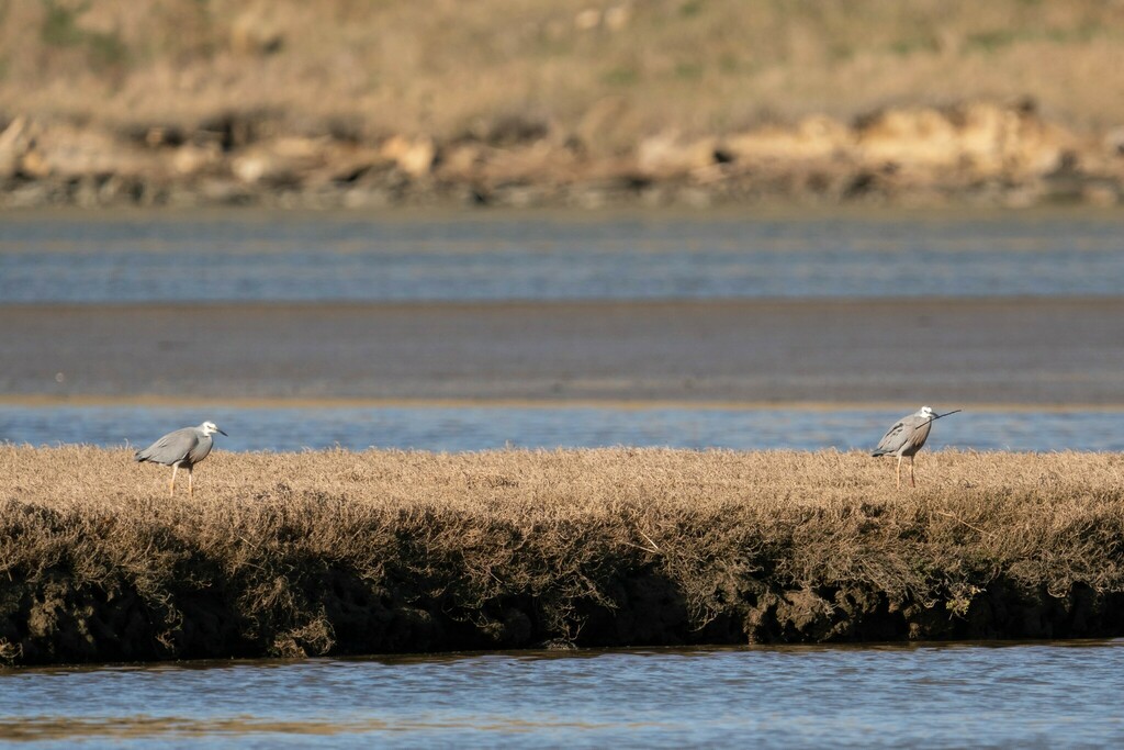Common Whitefaced Heron from Goodwood, New Zealand on August 13, 2022