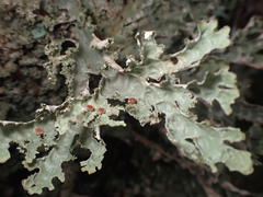 Pseudocyphellaria chloroleuca
