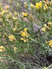 Ericameria discoidea