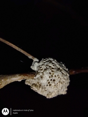 Insecta