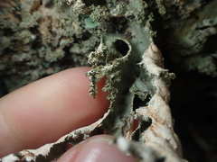 Pseudocyphellaria chloroleuca