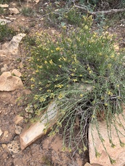 Ericameria discoidea