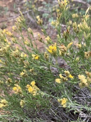 Ericameria discoidea