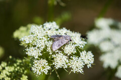 Agrotis simplonia