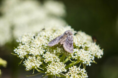 Agrotis simplonia