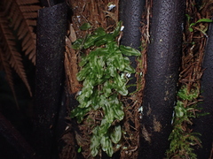 Symphyogyna subsimplex