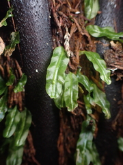 Symphyogyna subsimplex
