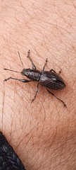 Naupactus tremolerasi