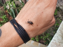 Naupactus tremolerasi