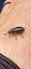 Naupactus tremolerasi