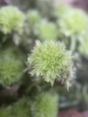 Sphagnum strictum