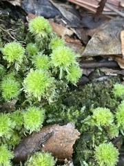 Sphagnum strictum
