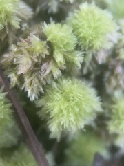 Sphagnum strictum
