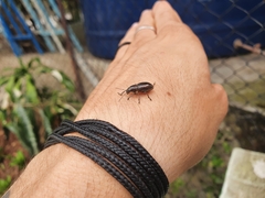 Naupactus tremolerasi
