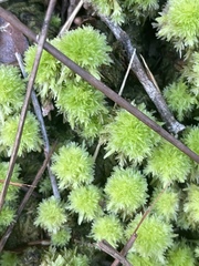 Sphagnum strictum