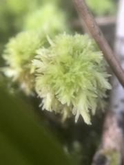 Sphagnum strictum