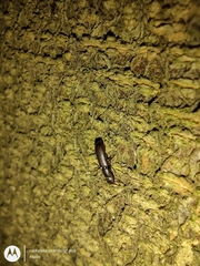 Coleoptera