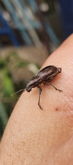 Naupactus tremolerasi