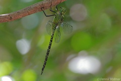 Coryphaeschna viriditas