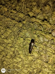 Coleoptera