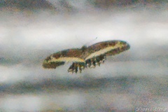 Heraclides andraemon