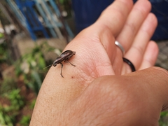 Naupactus tremolerasi