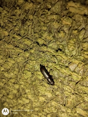 Coleoptera