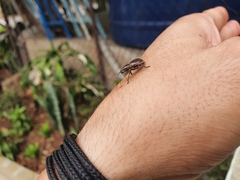 Naupactus tremolerasi