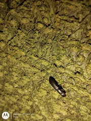 Coleoptera