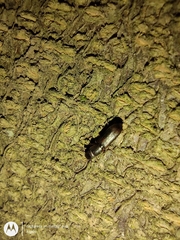 Coleoptera