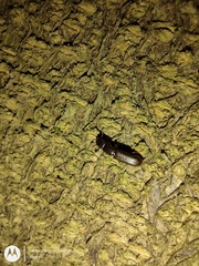 Coleoptera