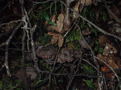 Auriscalpium umbella