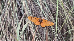 Acraea axina