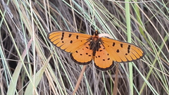 Acraea axina