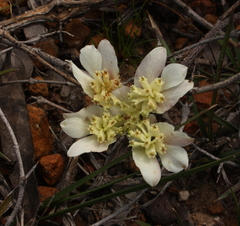 Xanthosia tomentosa