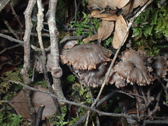 Auriscalpium umbella