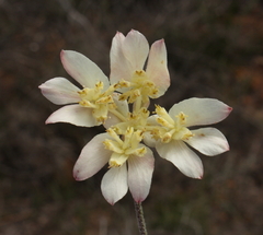 Xanthosia tomentosa