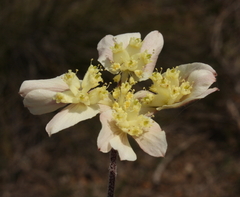 Xanthosia tomentosa