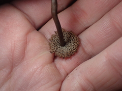 Auriscalpium umbella