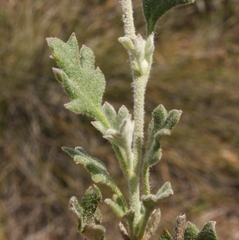 Xanthosia tomentosa