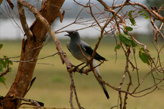 Coracina maxima
