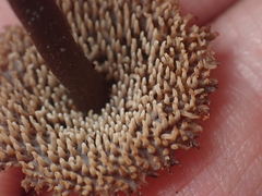 Auriscalpium umbella
