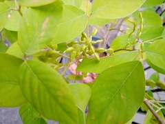 Dendrolobium umbellatum